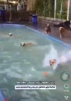 کافه سگ ها در شمال تهران پلمب شد